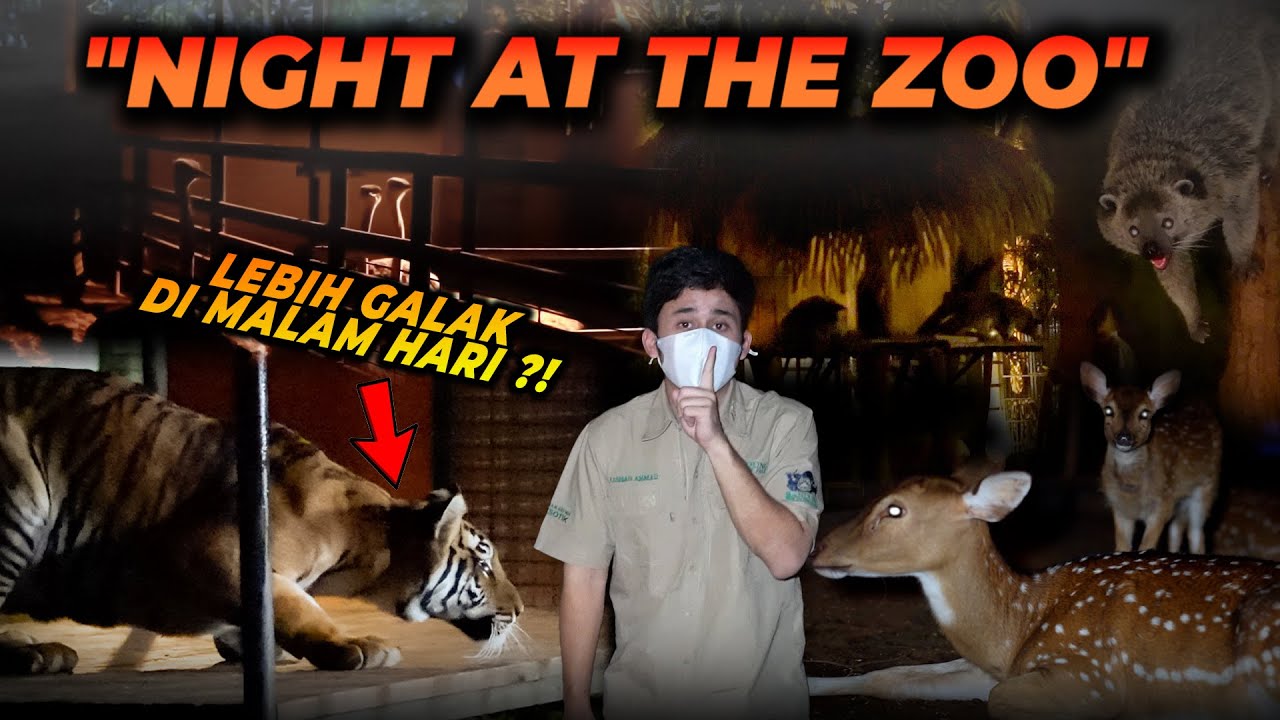 TOUR MALAM HARI DI PENANGKARAN ALSHAD AHMAD ! APA SAJA YANG DILAKUKAN PARA SATWA DIMALAM HARI ?!
