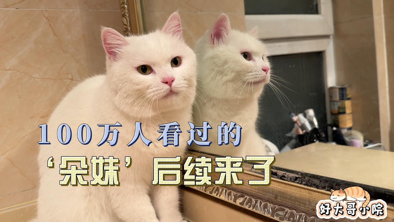 爆改流浪猫,脏脏猫洗完澡直接变白雪公主,朵妹成功逆袭#cat #貓咪日常 #流浪猫