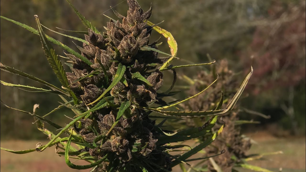 Cold weather and cannabis, what we are doing for winter growing