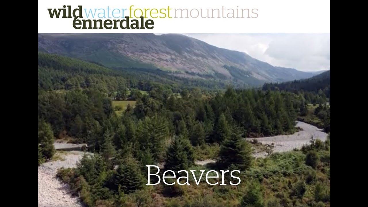 Wild Ennerdale Beaver Reintroduction