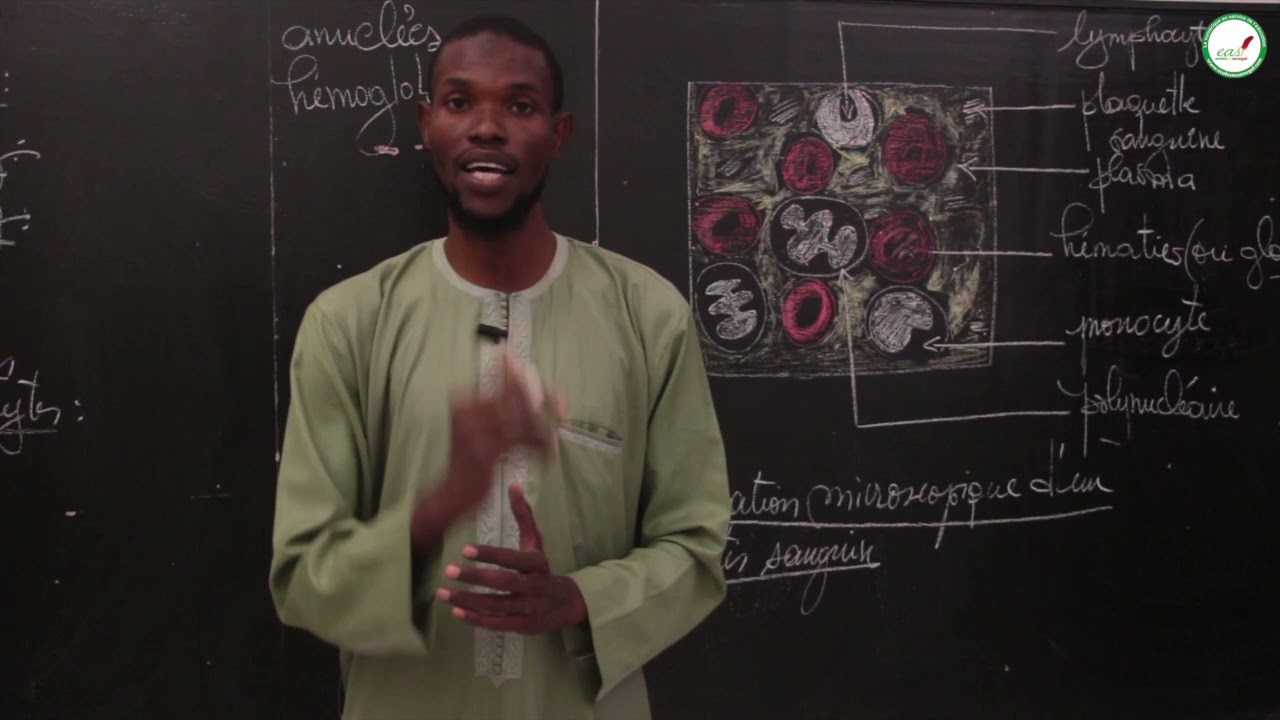 Cours - Troisi&egrave;me - SVT : Le sang : composition et maladies / Suite 2 /M. Diallo