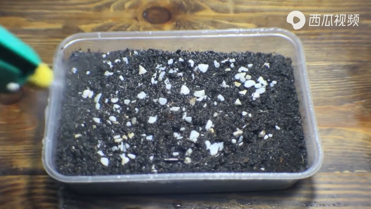 无花果树怎样用种子种？很多人不知道的种植小知识，看完记得收藏