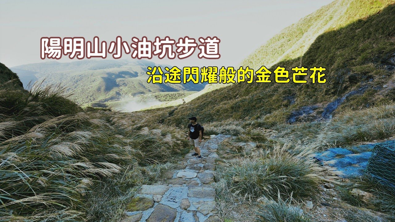 陽明山芒花海再現！走上小油坑步道登七星山主峰，沿途一片金黃色地毯搭配白煙陣陣宛如仙境
