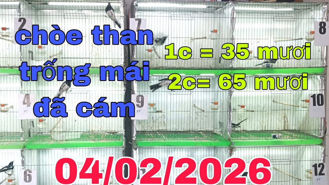 4 tháng 2, 2026 choè than bổi cám cứng bao tật lỗi...