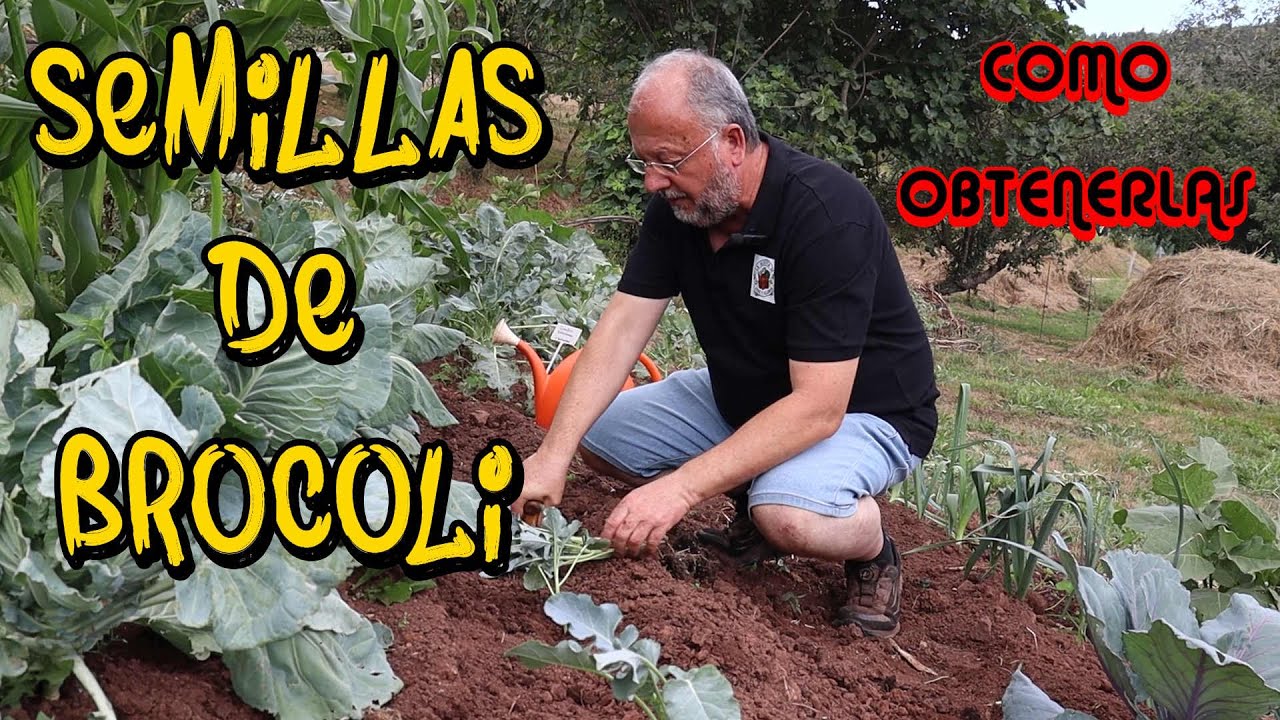 NO compres más semillas de BROCOLI