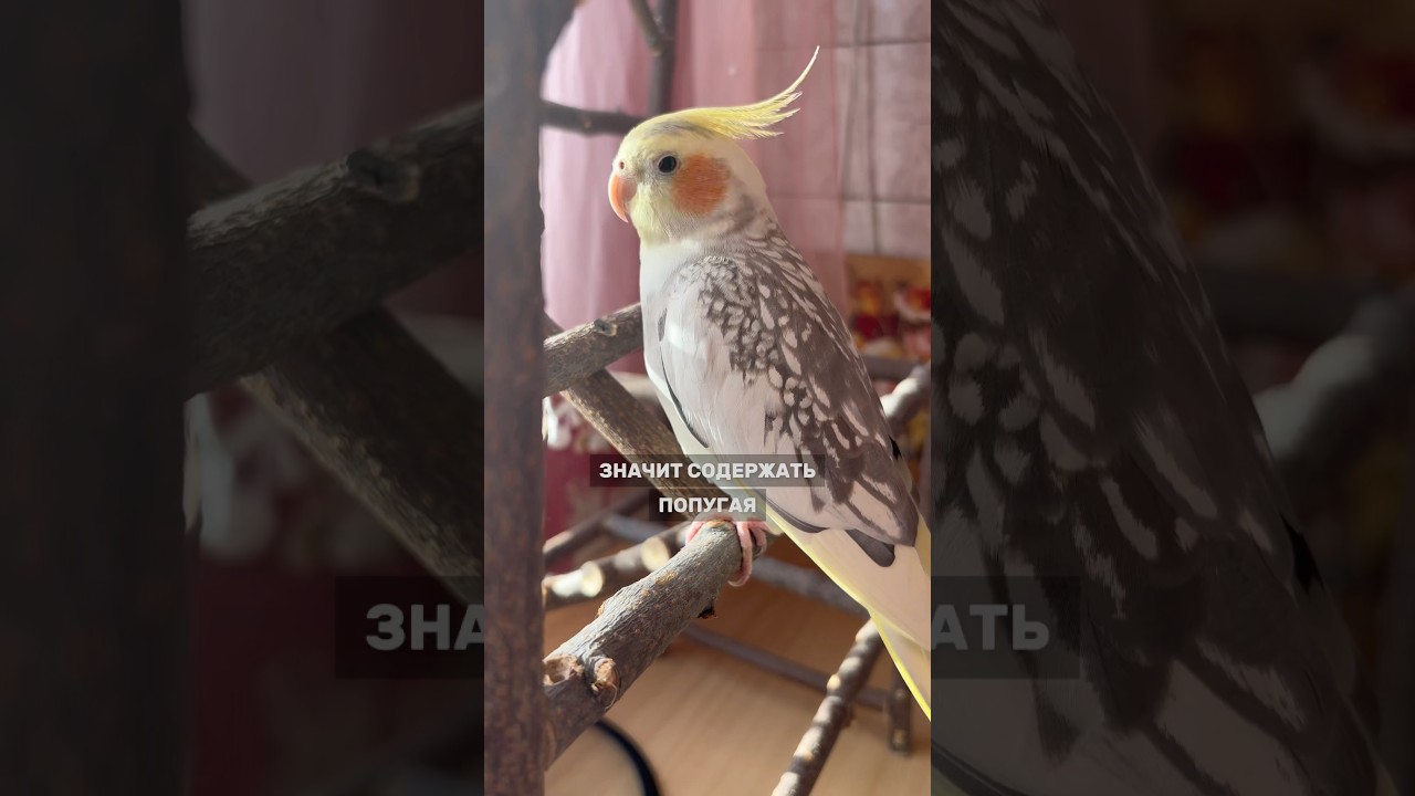 Стоит ли заводить попугая Кореллу? Советы и факты. Читай комментарии, там описание #корелла #попугай