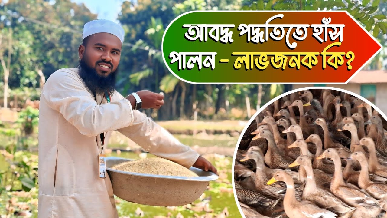 ঘরে বসেই আয়!আবদ্ধ পদ্ধতিতে হাঁস পালনে লাভ কেমন জানুন বাস্তব হিসাব।