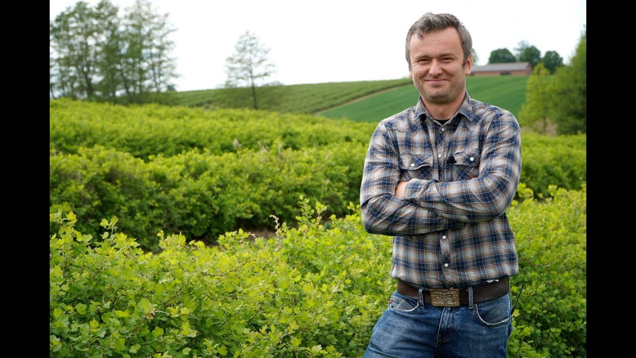 Po przymrozkach na plantacji agrestu – Paweł Jaruga, Klementowice, 18.05.20