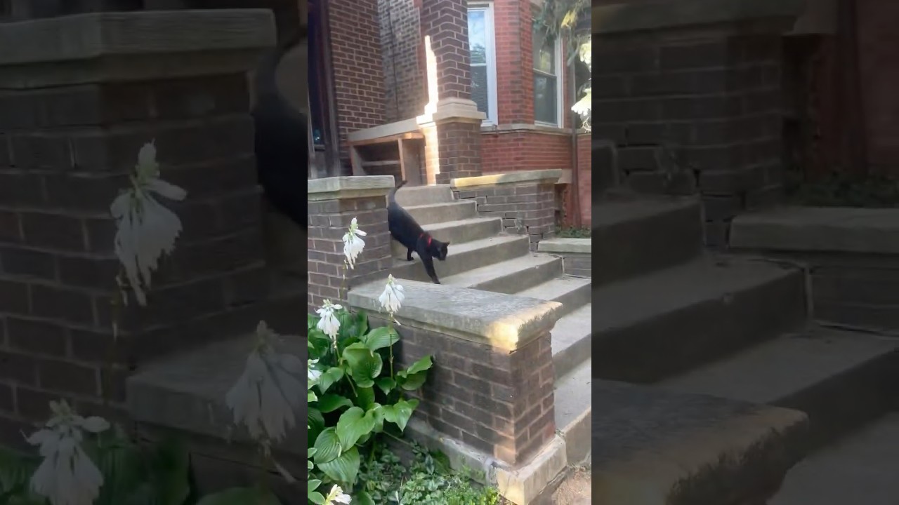 Mini panther stroll #shorts #blackcats #minipanther