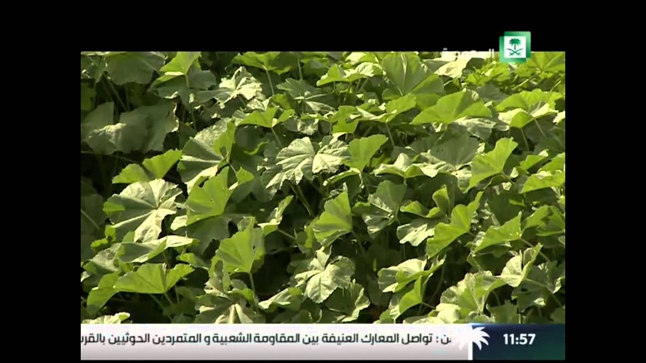 برنامج : مدن و شواطيء ,, الخرج