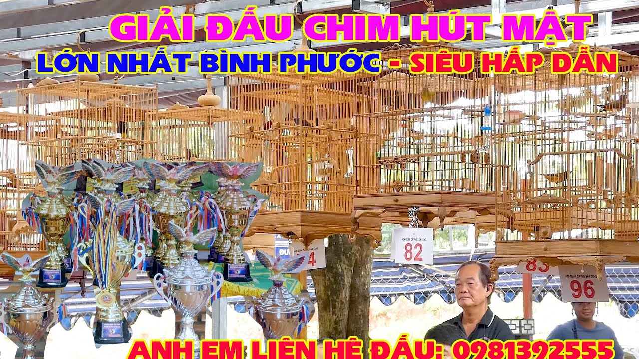 Giải Hút Mật 5 Màu - Giải Đấu Chim Hút Mật 5 Màu Bụng Vàng - Lớn Nhất Bình Phước Cực Hấp Dẫn