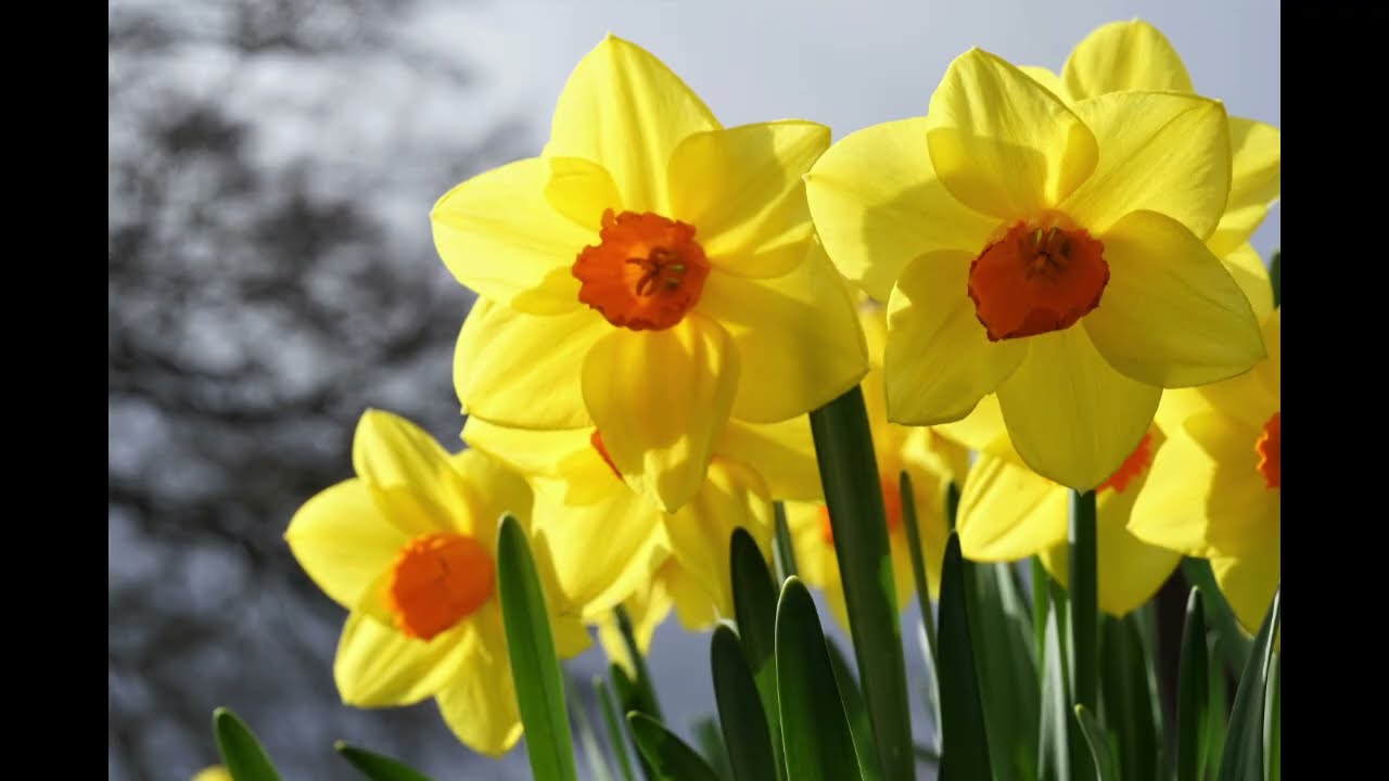 Yellow Flower Photos with Chopin Nocturne Op. 9 No. 2. Relaxing Classical Music with Flowers.