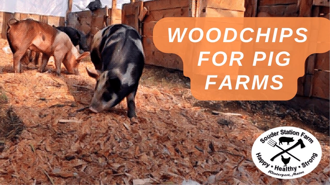 Woodchips For Pig Bedding, Deep Bedding, And Compost