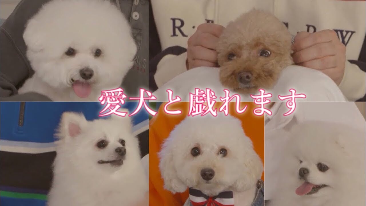 〔골든차일드/ゴルチャ〕元気の源は「愛犬」です。 ゴルチャと犬のコラボ【カウチトーク】日本語字幕