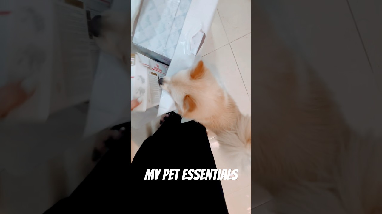 My pet essentials #shorts #pomeranian #dogs #cutedog #doglover #foryou #fyp