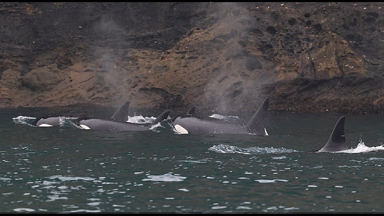 Bigg's Killer Whale Superpod