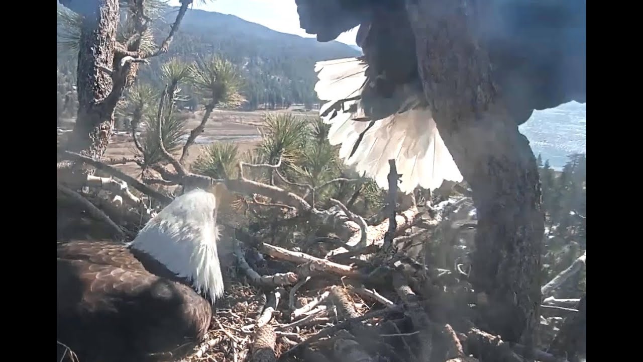Jackie Brings A 'Not So Favorite' Food Item,  For Her Anyway,🙃 A Coot! 3-25-21 Big Bear Eagles🦅