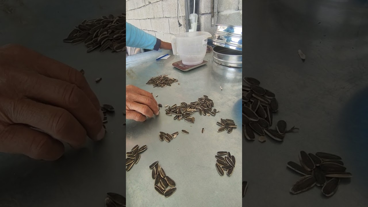 çerezlik cekirdek nasıl ölçülür nasıl ölçüm yapılır 2024 çekirdek çiğdem çekirdek konya