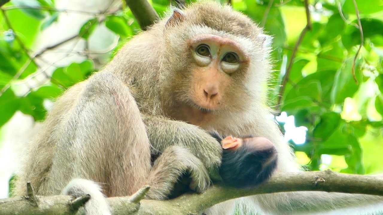 Congratulations, Mother Monkey Teva Giving birth to a newborn baby so cute