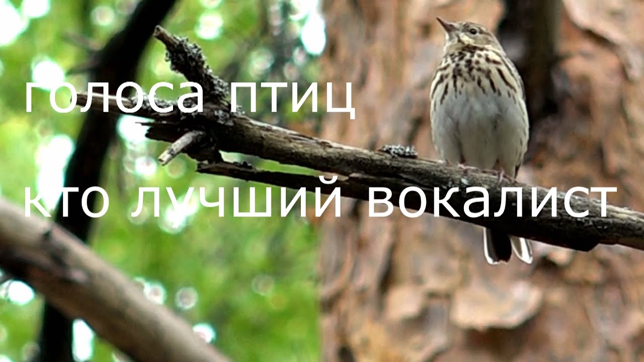 Лесной конек поёт мухоловка - пеструшка поёт прямо в дупле кто лучший? певец  / голос лесного конька