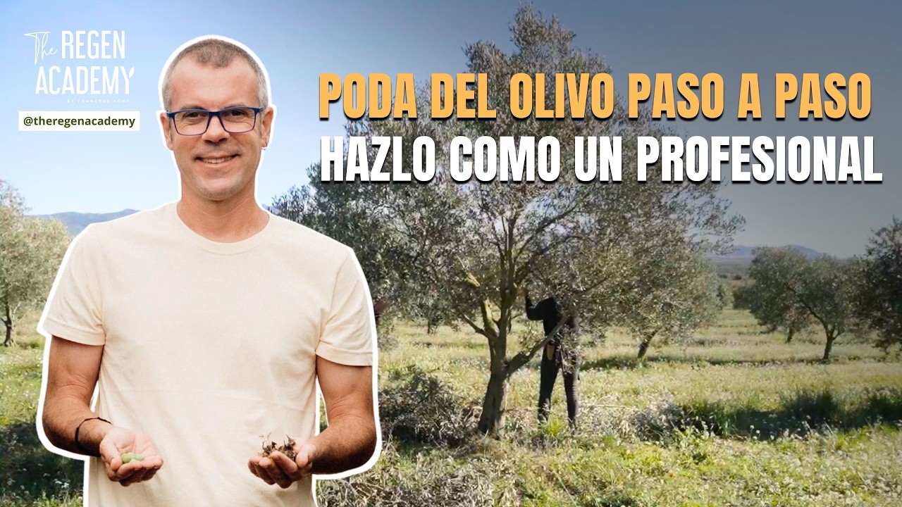 PODA DEL OLIVO PASO A PASO: HAZLO COMO UN PROFESIONAL