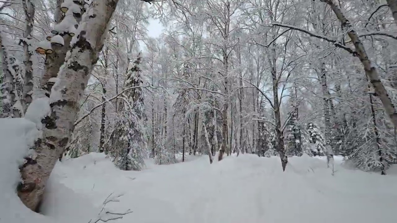 POV Nature Photography Walk | Quite and Snow