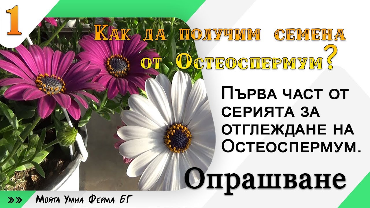 Как да получим семена от Остеоспермум 1 част от серията
