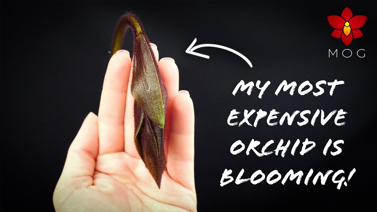 Orchid Updates that boost confidence! #1 - White Vanda, sick Phalaenopsis, Psychopsis spike & more!