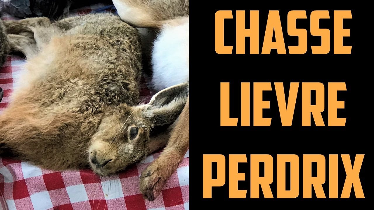 Chasse du lièvre et perdrix