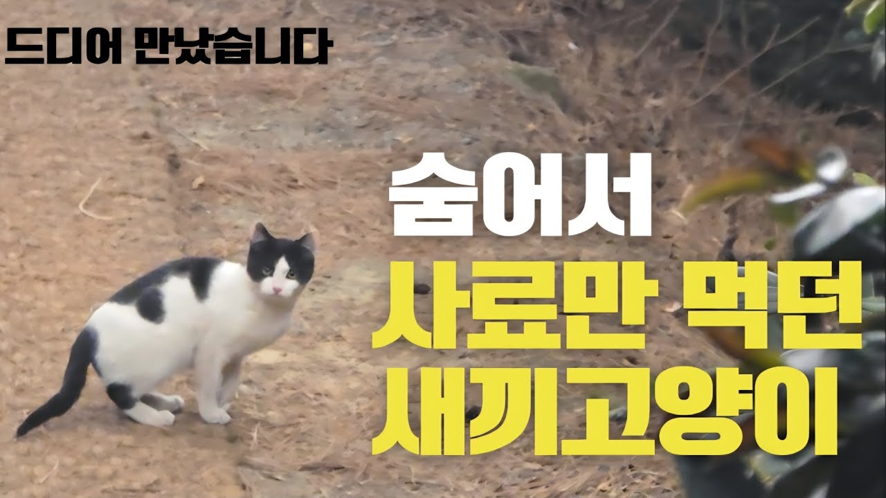 언덕 절벽위에서 숨어서 사료만 몰래먹던 새끼고양이를 드디어 만났습니다