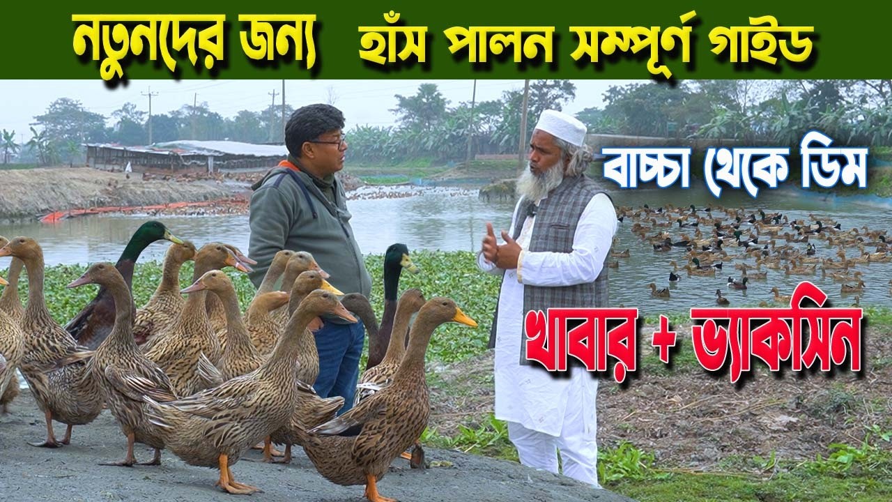 ডিমের মুখে হাঁস পালন সম্পূর্ণ গাইড | একদিনের বাচ্চা থেকে ডিম পাড়া পর্যন্ত খাবার ও ভ্যাকসিন