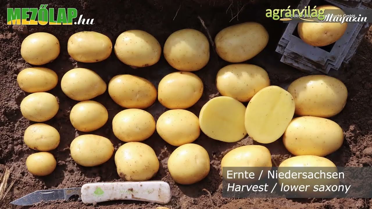 Az EURO SOL Kft.  – EUROPLANT bemutatkozása az Országos és Nemzetközi Burgonya Tanácskozáson