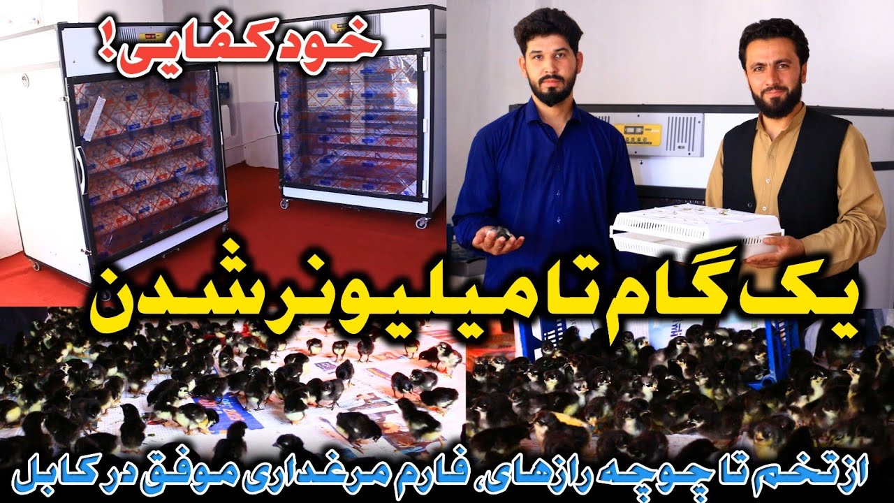 تولید 5،000دانه مرغ در ماه وعاید200،000هزار افغانی|یک گام تا میلیونر شدن|رازهای مرغداری در افغانستان