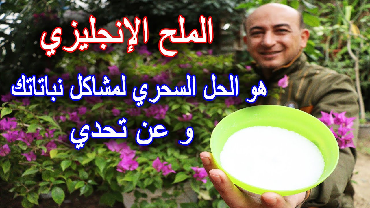 لن تصدق فوائد الملح الانجليزي للنباتات و الأشجار