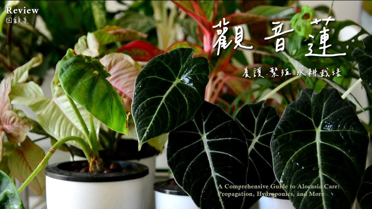 觀音蓮如何養好？養護、繁殖、水耕栽培一次告訴您！A Comprehensive Guide to Alocasia Care: Propagation, Hydroponics, and More