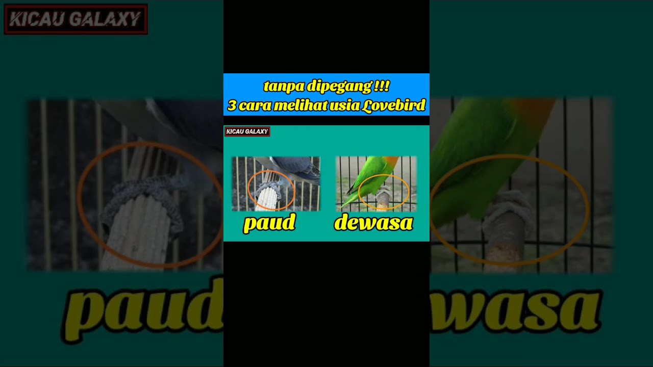 PASTI AKURAT !!! 3 cara melihat usia Lovebird #videoshorts #usialovebird