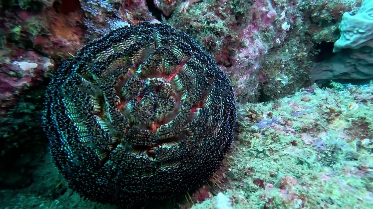 Blue Devil Reef 25