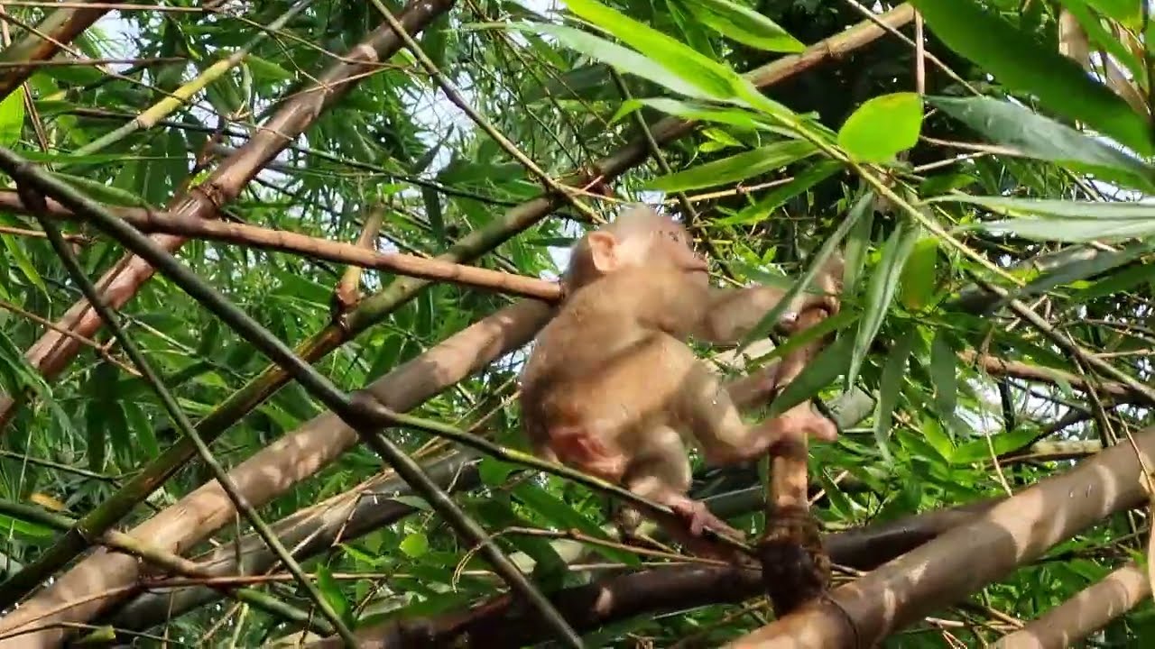 The baby monkey playing in the garden like naturally