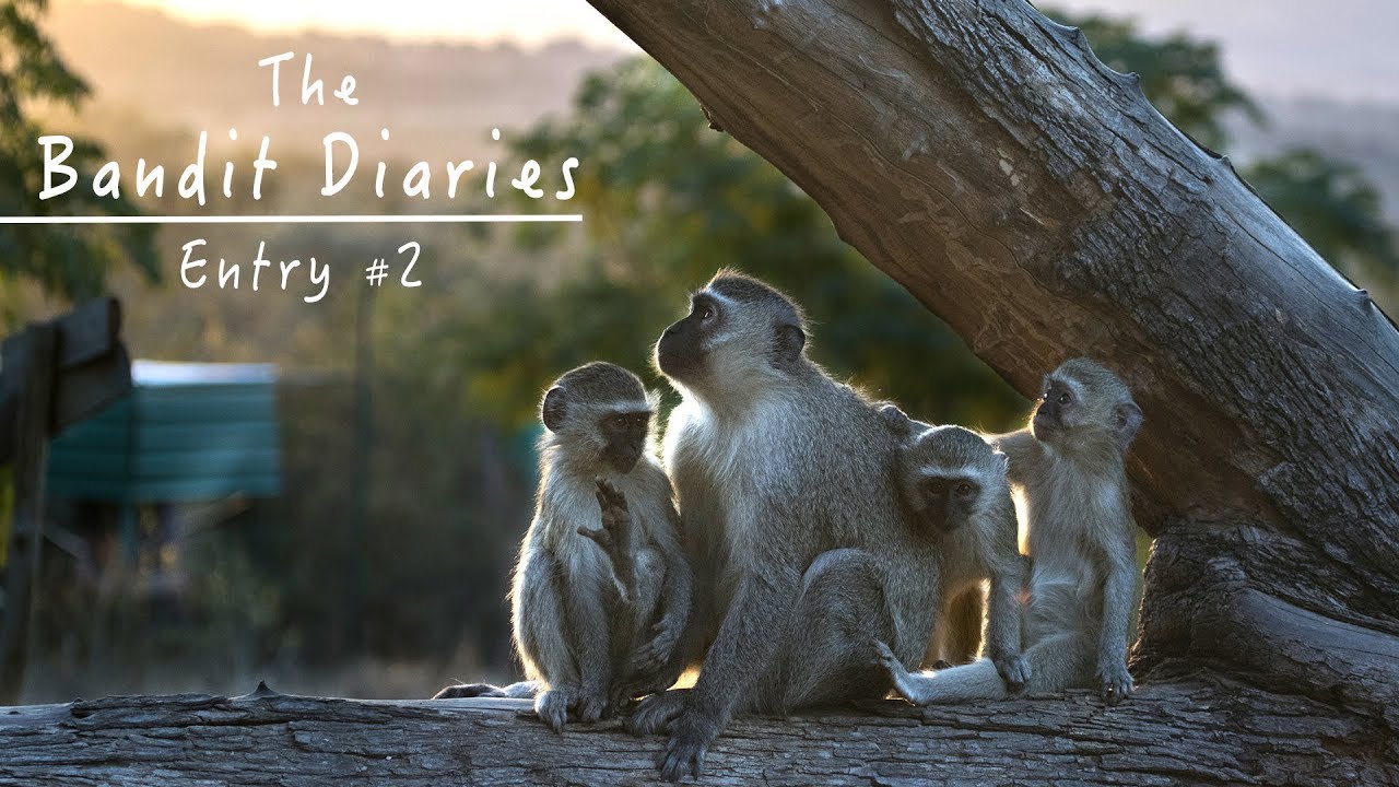 Vervet Monkey Wildlife Nature Documentary HD - The Bandit Diaries - Entry #2