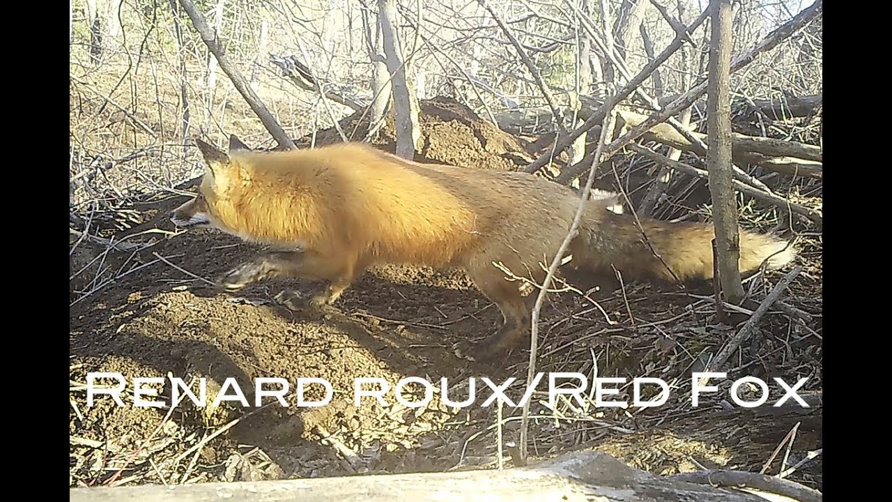 La vie de famille du renard roux/The family life of the Red Fox (Épisode 8)