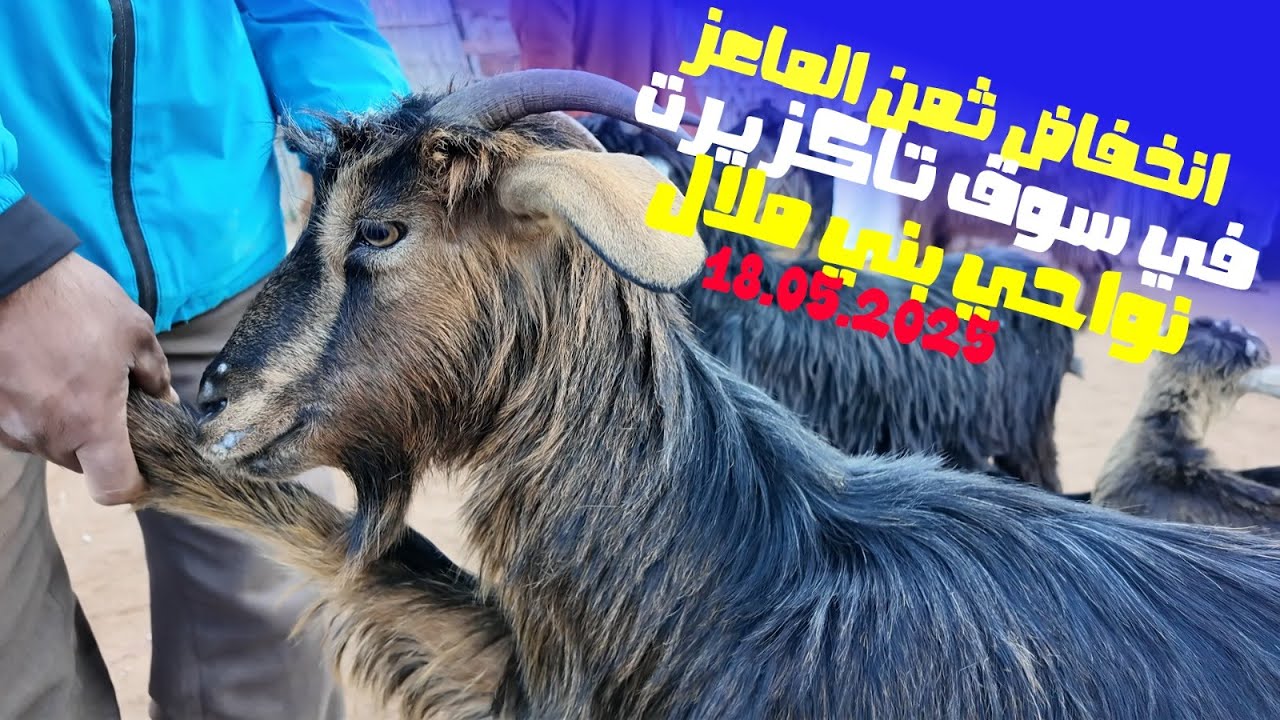 انخفاض ثمن الماعز البلدي في رحبة الغنم بتاكزيرت