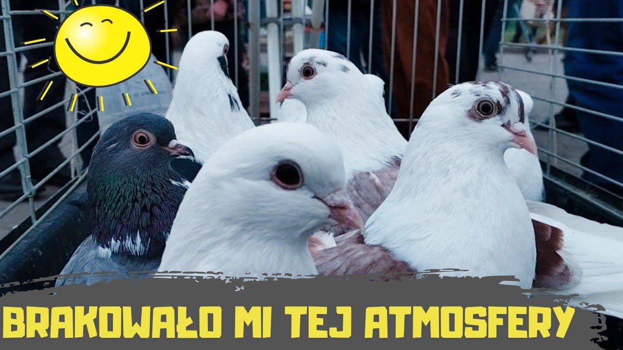 Giełda Zwierząt Lublin 25.01.2025 Gołębie Kury Kaczki Indyki Perliczki Gęsi Króliki Rybki Akwariowe