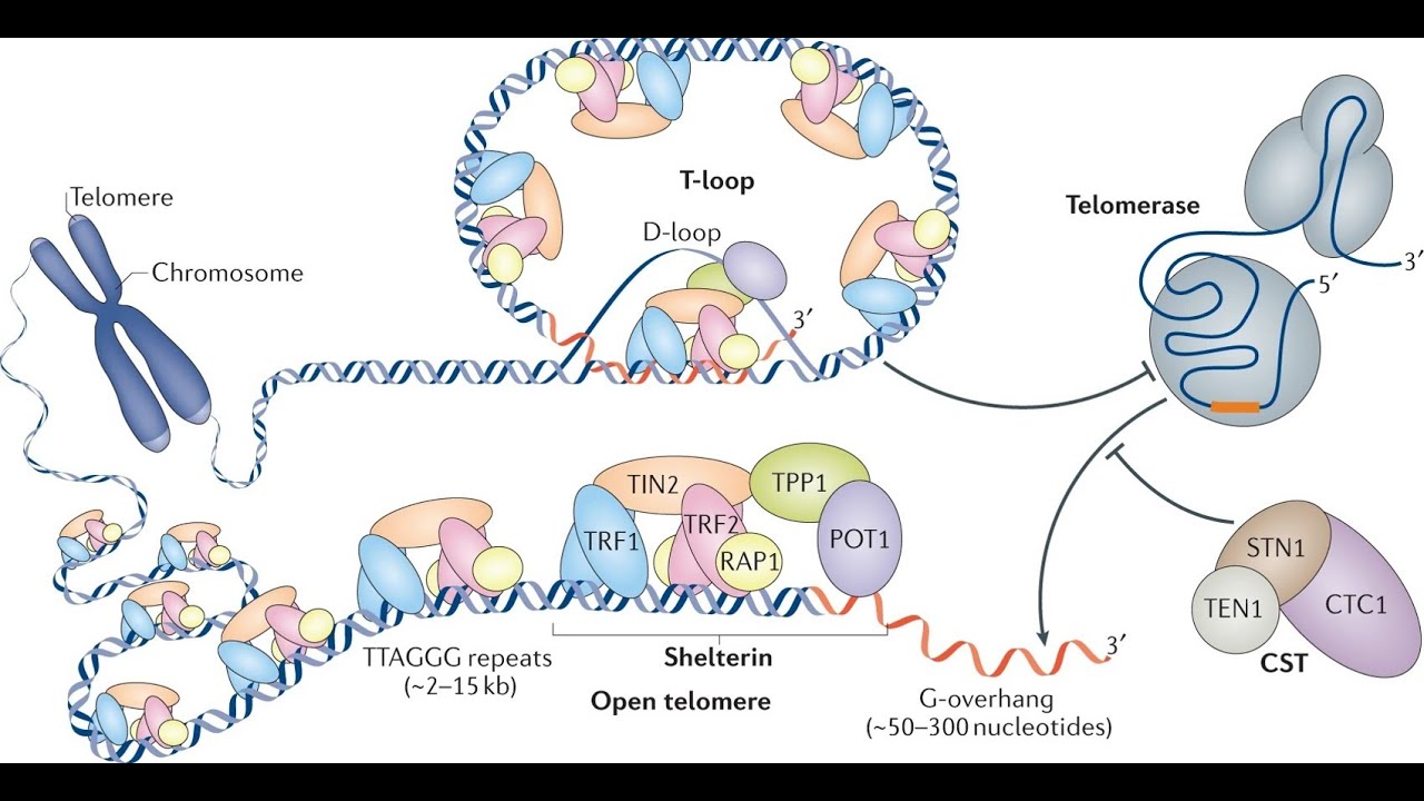 01 | Introduction | DNA Replication