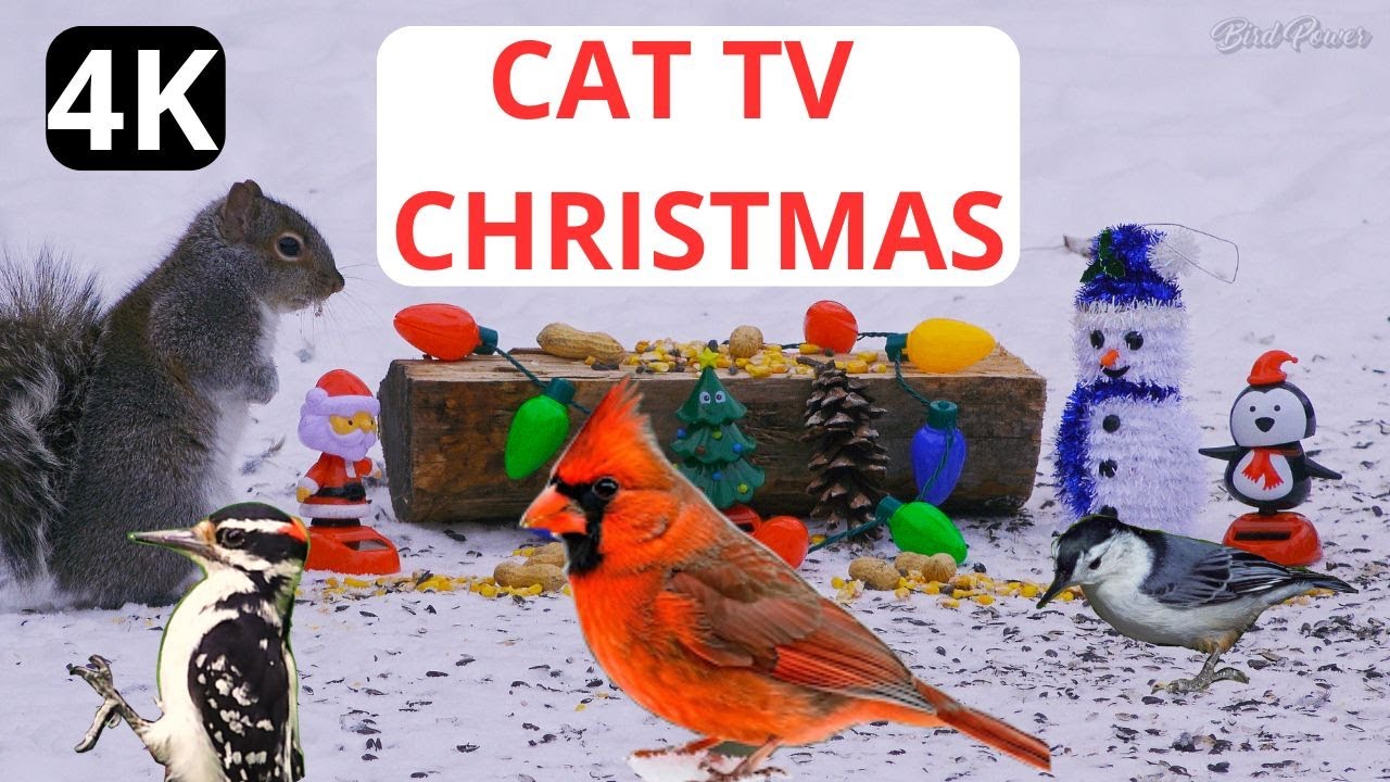 🔴 Cat TV 🐱for Cat to Watch Birds for Christmas: Cardinal, Squirrel, Woodpecker