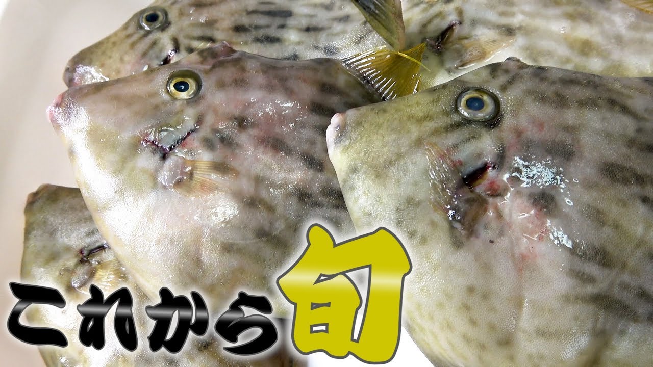 煮付けが一番大好き！今がまさに旬のお魚をお寿司でもいただきました！！