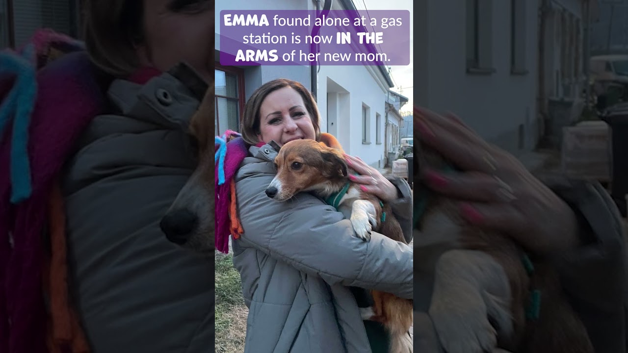 Ukraine Shelter Dogs Start New Year in New Homes