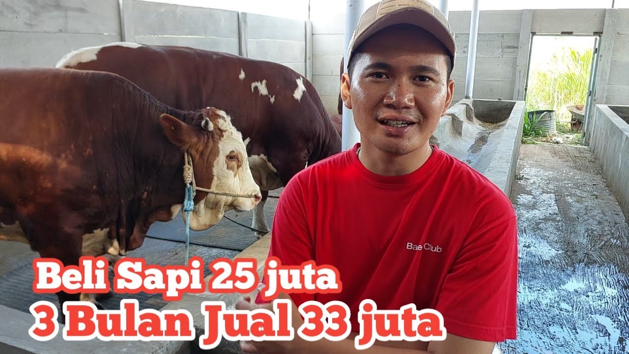 Trik dan Tips Penggemukan sapi 3 bulan panen hasil maksimal