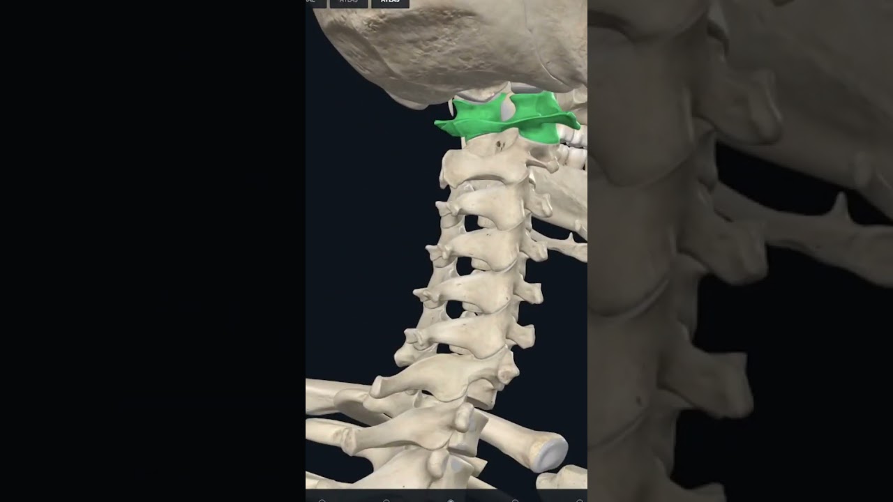 Первый шейный позвонок #anatomy #анатомия