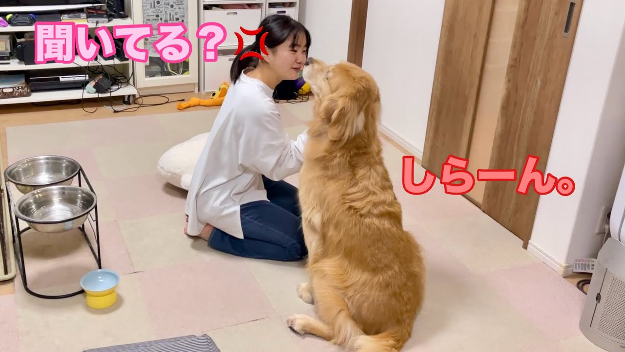 まるで子供のように、姉に説教される大型犬クッキー【ゴールデンレトリバーとミニチュアダックスフンド】