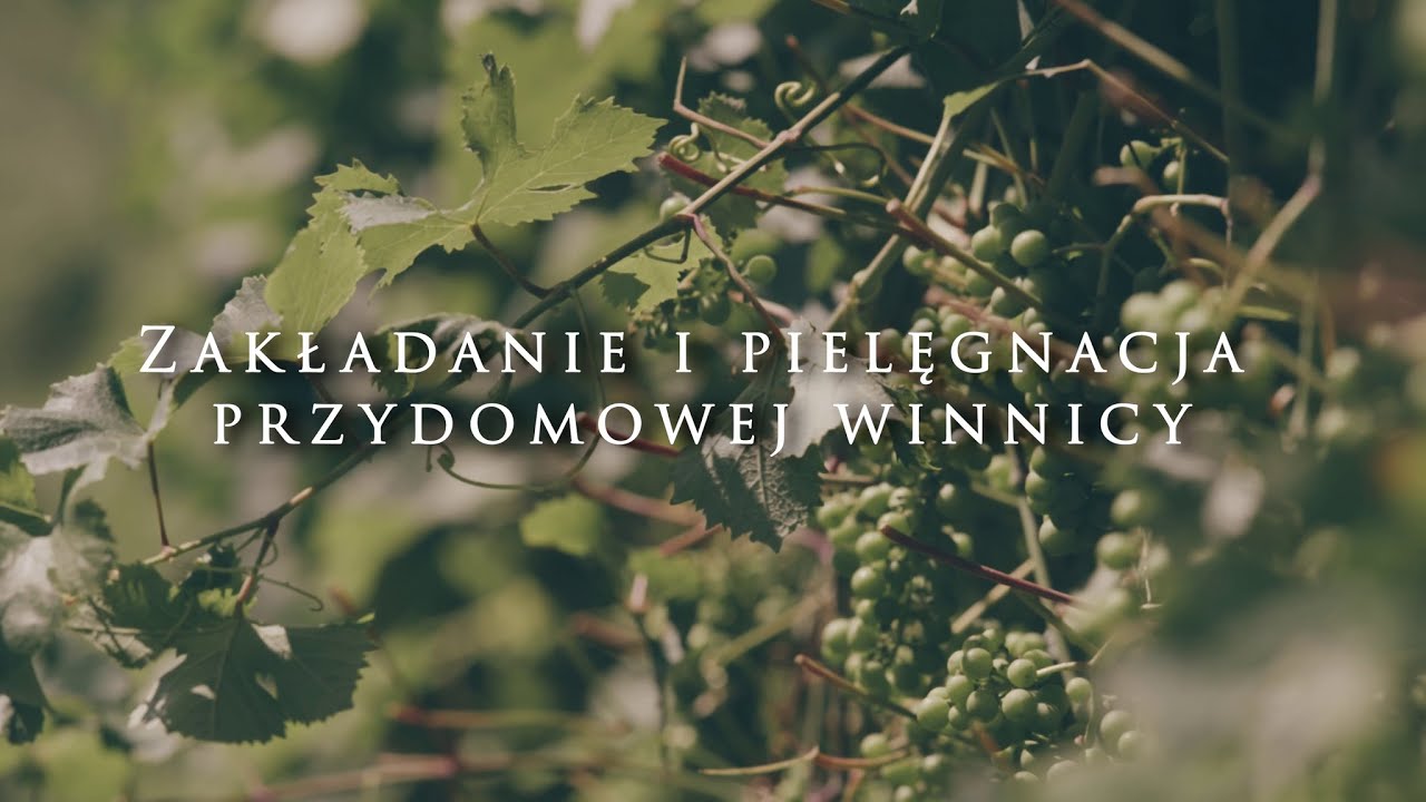 Zakładanie i pielęgnacja przydomowej winnicy